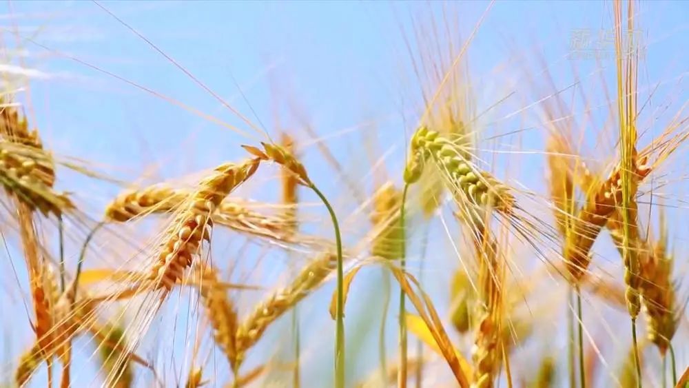 因地制宜打造旱堿麥產業鏈